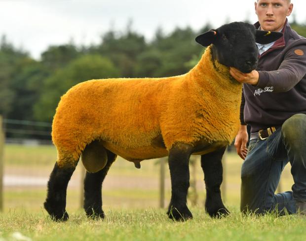The Scottish Farmer: Sportmans sold this lamb for 11,000gns